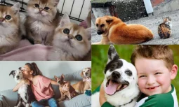 Hayvan Sahiplenmenin Önemi: Sevgi ve Sorumluluk