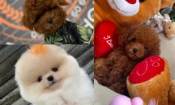Toy Poodle Fiyatları ve Safkanlık Faktörü