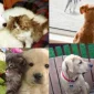 Köpekler Neden Kedileri Kovalar?